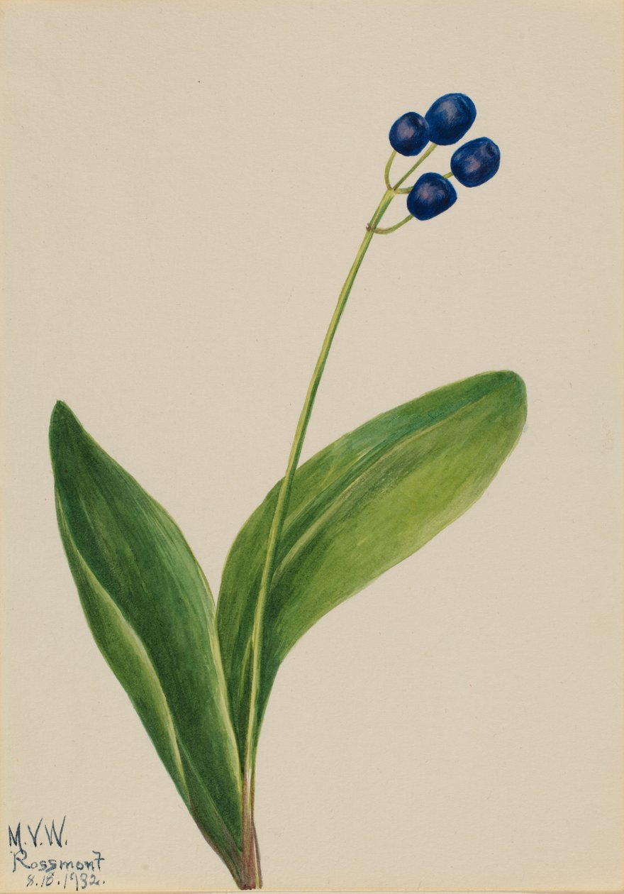 Sininen helmi Clintonia borealis, 1932. tekijältä Mary Vaux Walcott