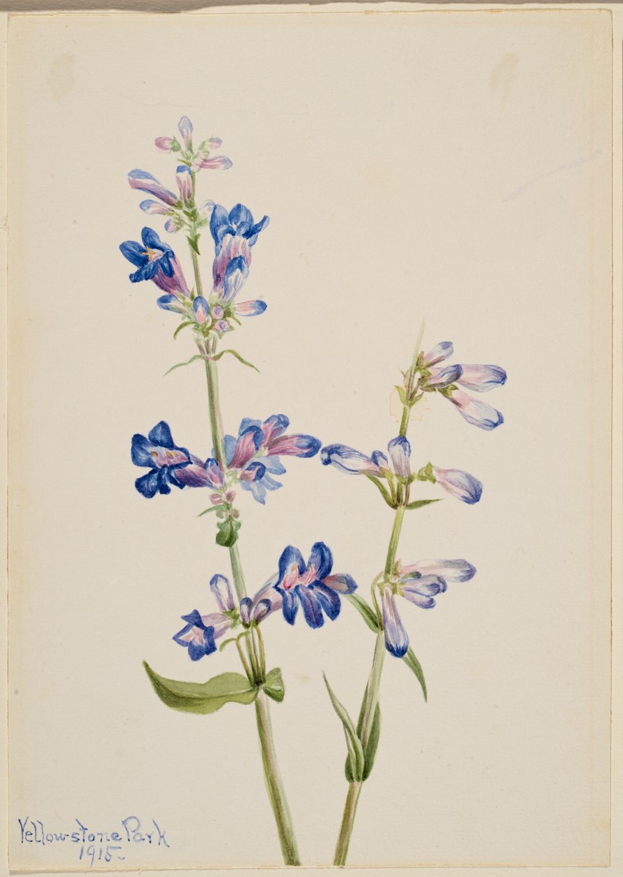 Sininen parta-kieli (Pentstemon) tekijältä Mary Vaux Walcott