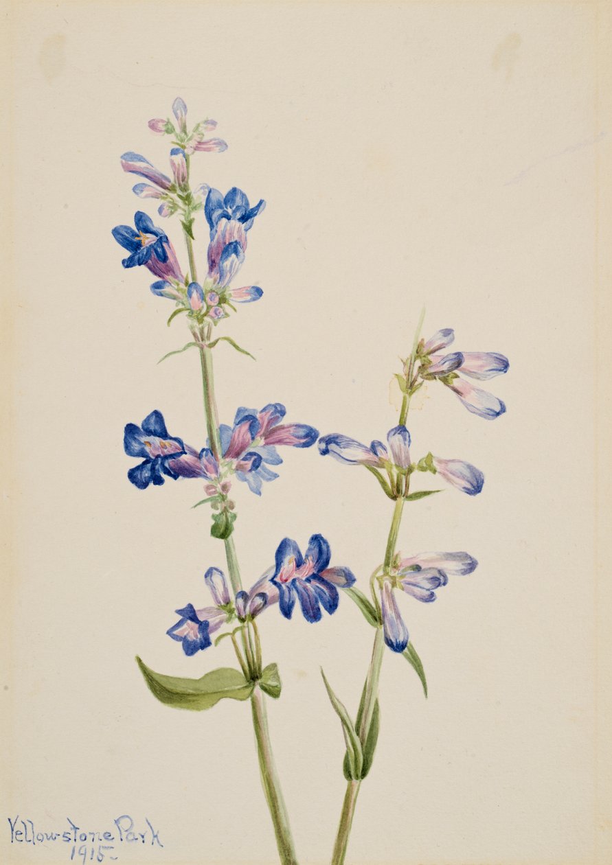 Blue Beardtongue Penstemon, 1915. tekijältä Mary Vaux Walcott