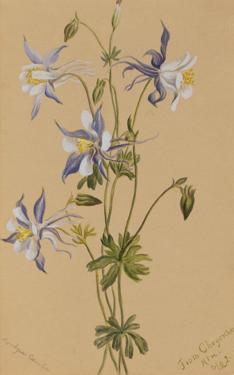 Sininen akileija (Aquilegia caerulea) tekijältä Mary Vaux Walcott