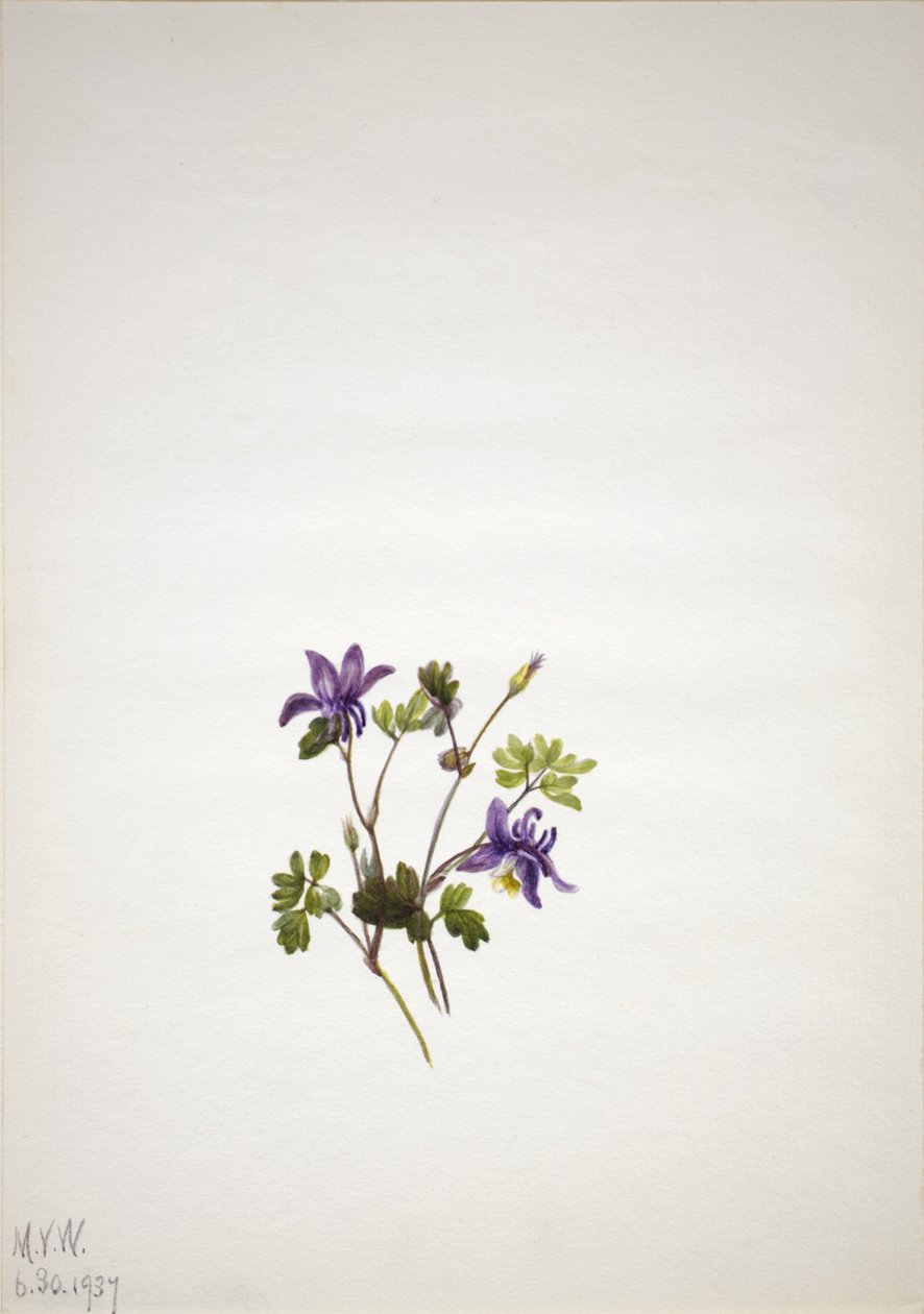 Sininen akileija (Aquilegia saximontana) tekijältä Mary Vaux Walcott