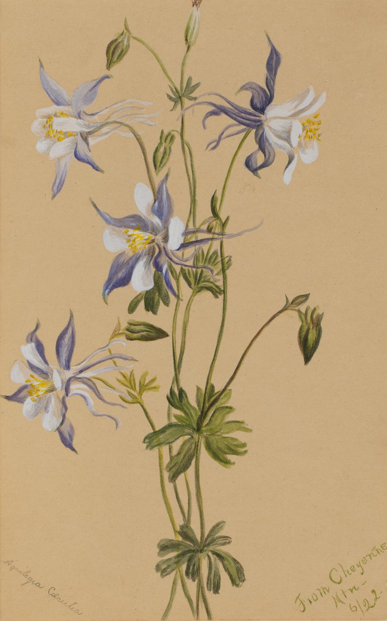 Blue Columbine Aquilegia caerulea, 1922. tekijältä Mary Vaux Walcott