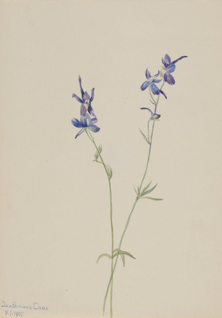 Sininen Larkspur (Delphinium nuttallianum) tekijältä Mary Vaux Walcott