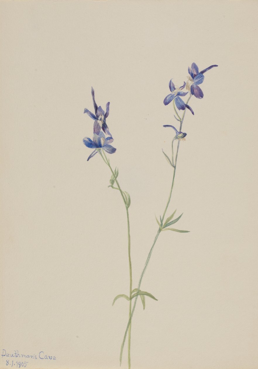 Blue Larkspur Delphinium nuttallianum, 1905. tekijältä Mary Vaux Walcott