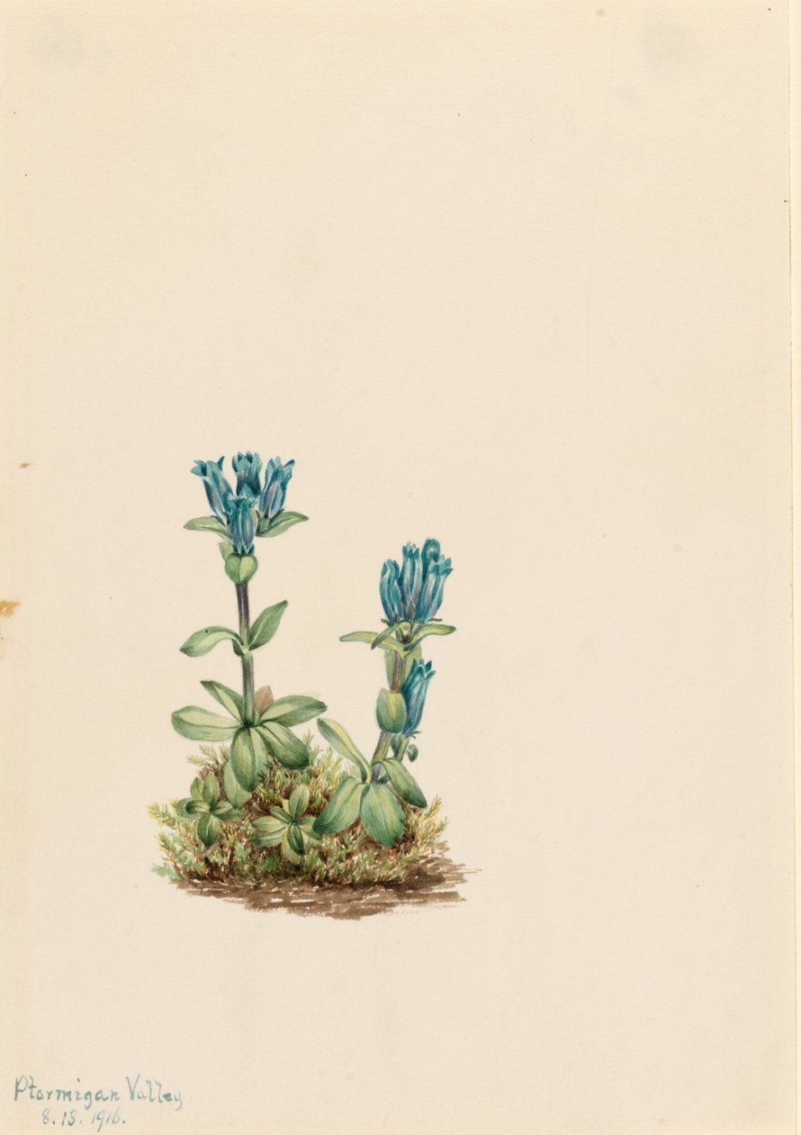 Sinivihreä Gentian (Gentiana glauca) tekijältä Mary Vaux Walcott