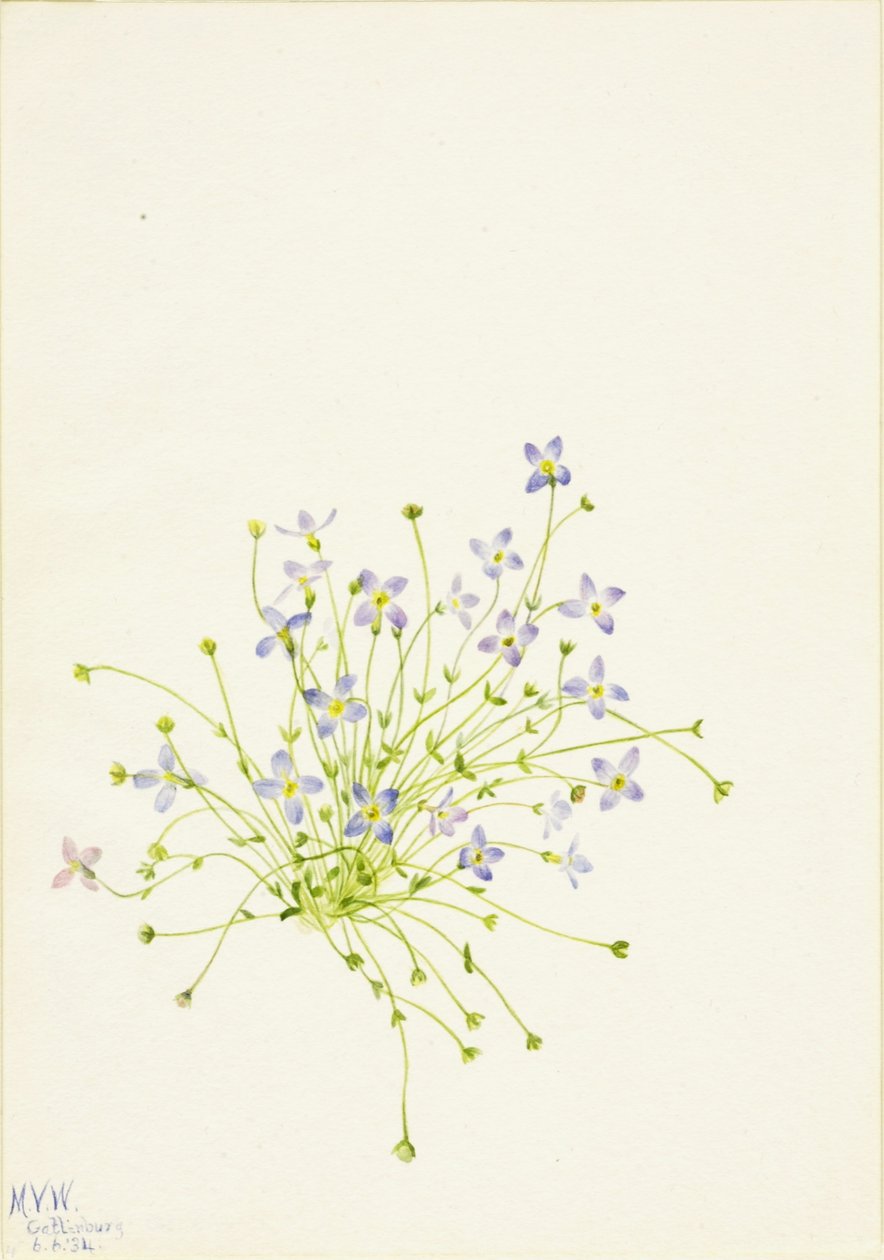 Siniset (Houstonia serpyllifolia) tekijältä Mary Vaux Walcott