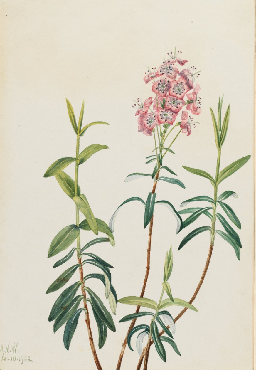 Suokalmia (Kalmia polifolia) tekijältä Mary Vaux Walcott