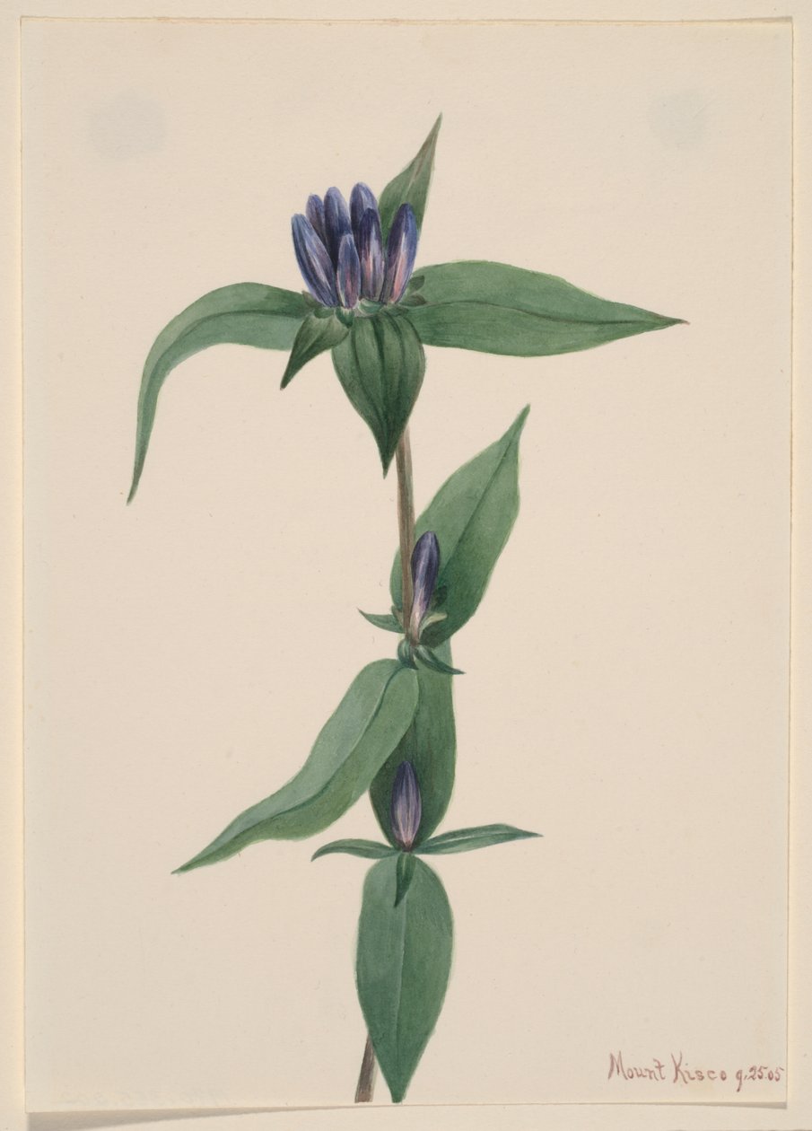 Pulloengian (Gentiana saponaria) tekijältä Mary Vaux Walcott