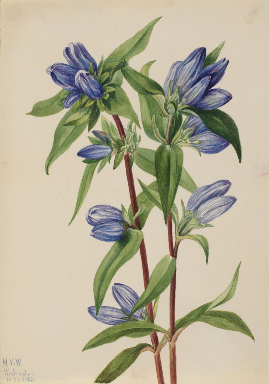 Pulloengian (Gentiana saponaria) tekijältä Mary Vaux Walcott