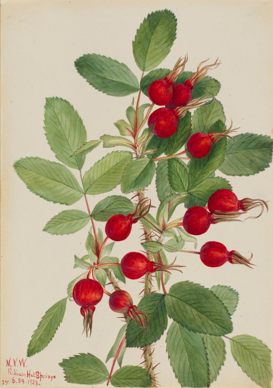 Ruusunnupu (Rosa bourgeauiana) tekijältä Mary Vaux Walcott