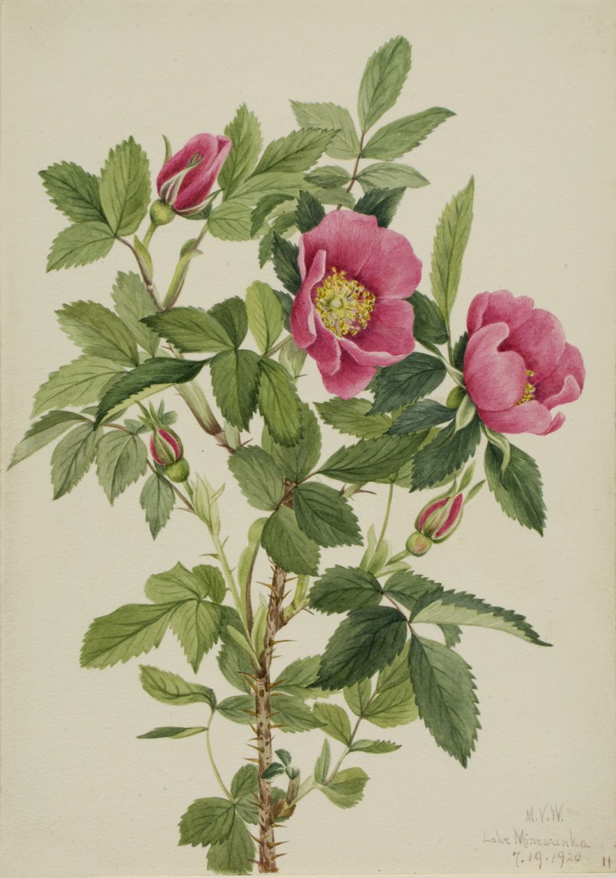 Bourgeau Rose Rosa bourgeauiana, 1920. tekijältä Mary Vaux Walcott