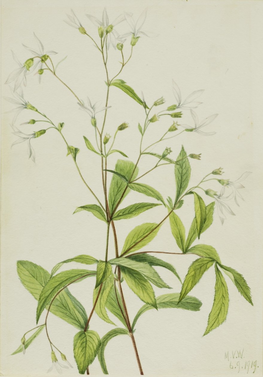 Bowmansroot (Porteranthus trifoliatus) tekijältä Mary Vaux Walcott