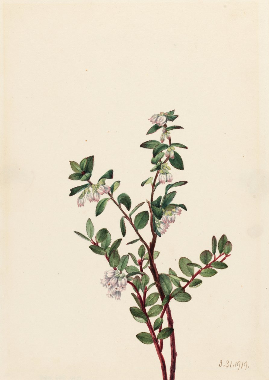Box Huckleberry (Gaylussacia brachycera) tekijältä Mary Vaux Walcott