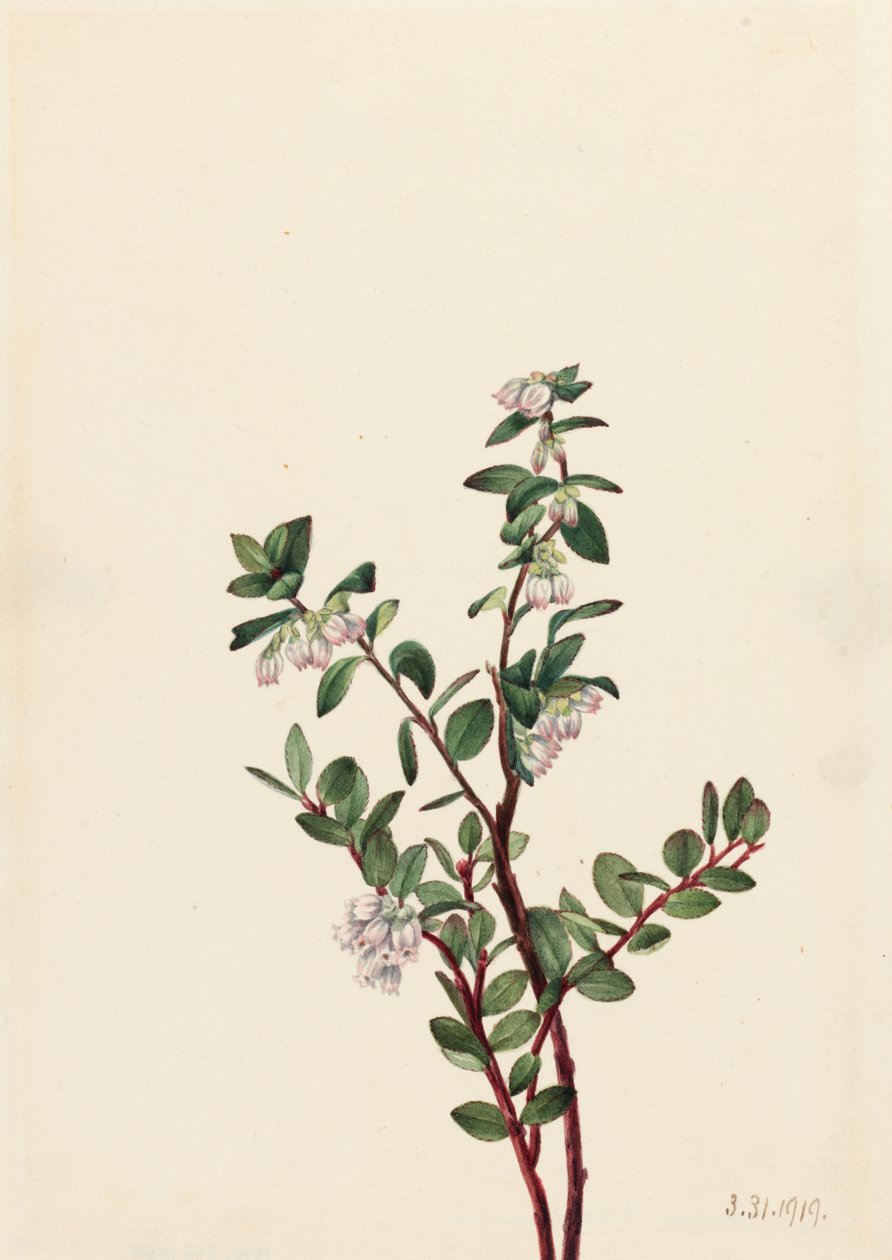 Box Huckleberry Gaylussacia brachycera, 1919. tekijältä Mary Vaux Walcott