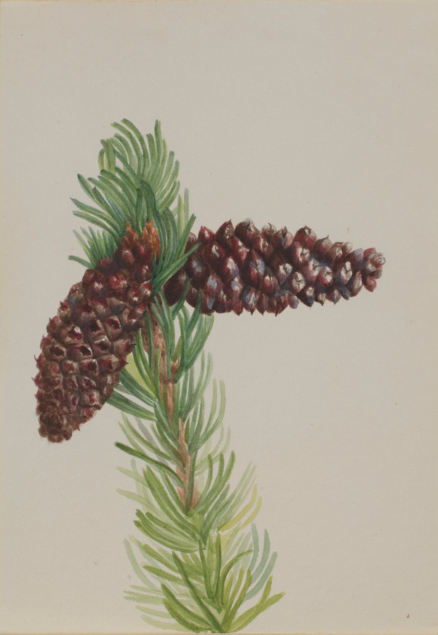Harjakuopamänty (Pinus aristata) tekijältä Mary Vaux Walcott