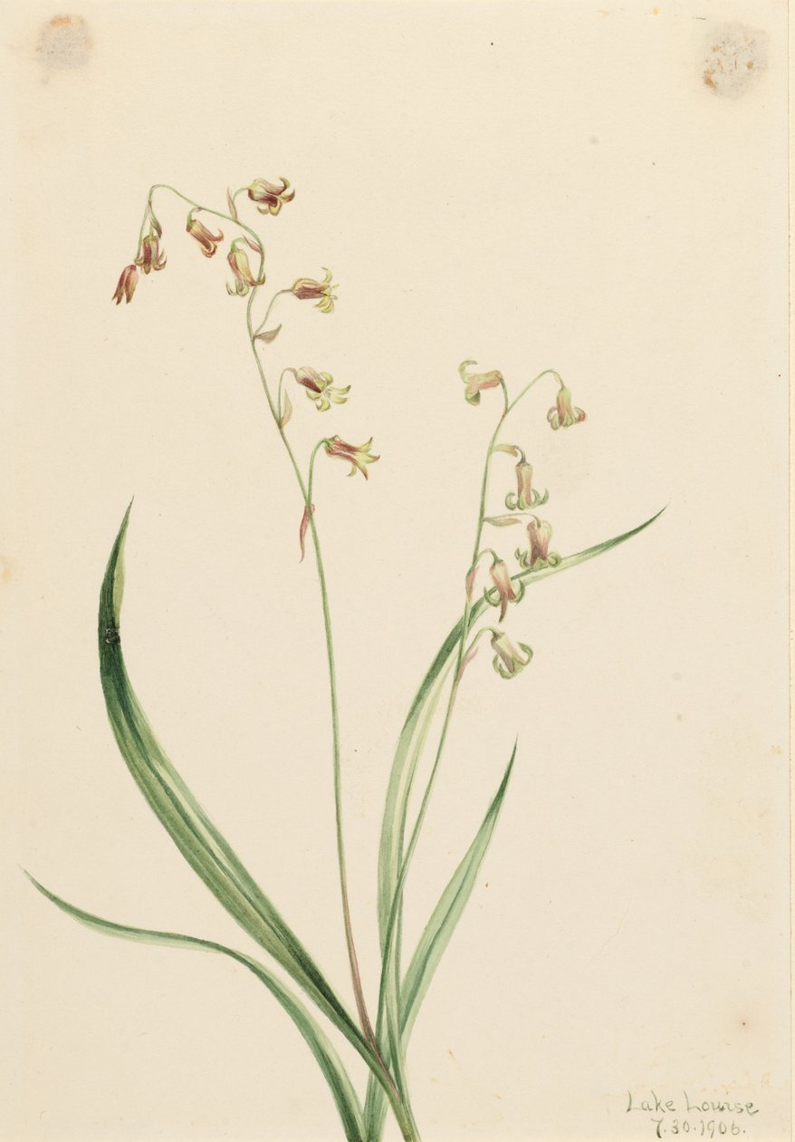 Bronzikellot (Stenanthium occidentale) tekijältä Mary Vaux Walcott