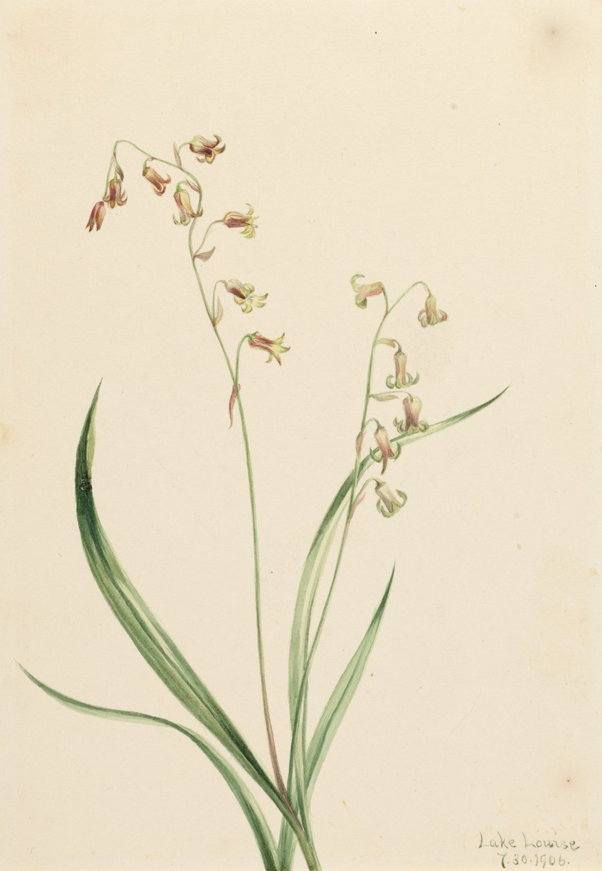 Länsi-Stenanthiumin pronssikellot, 1906. tekijältä Mary Vaux Walcott