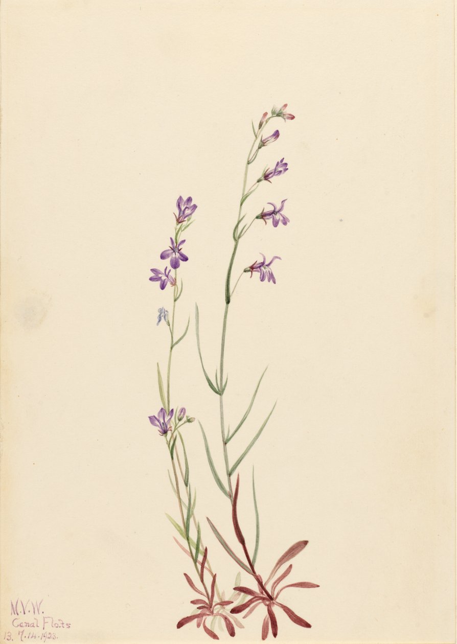 Purolobelia (Lobelia kalmii) tekijältä Mary Vaux Walcott