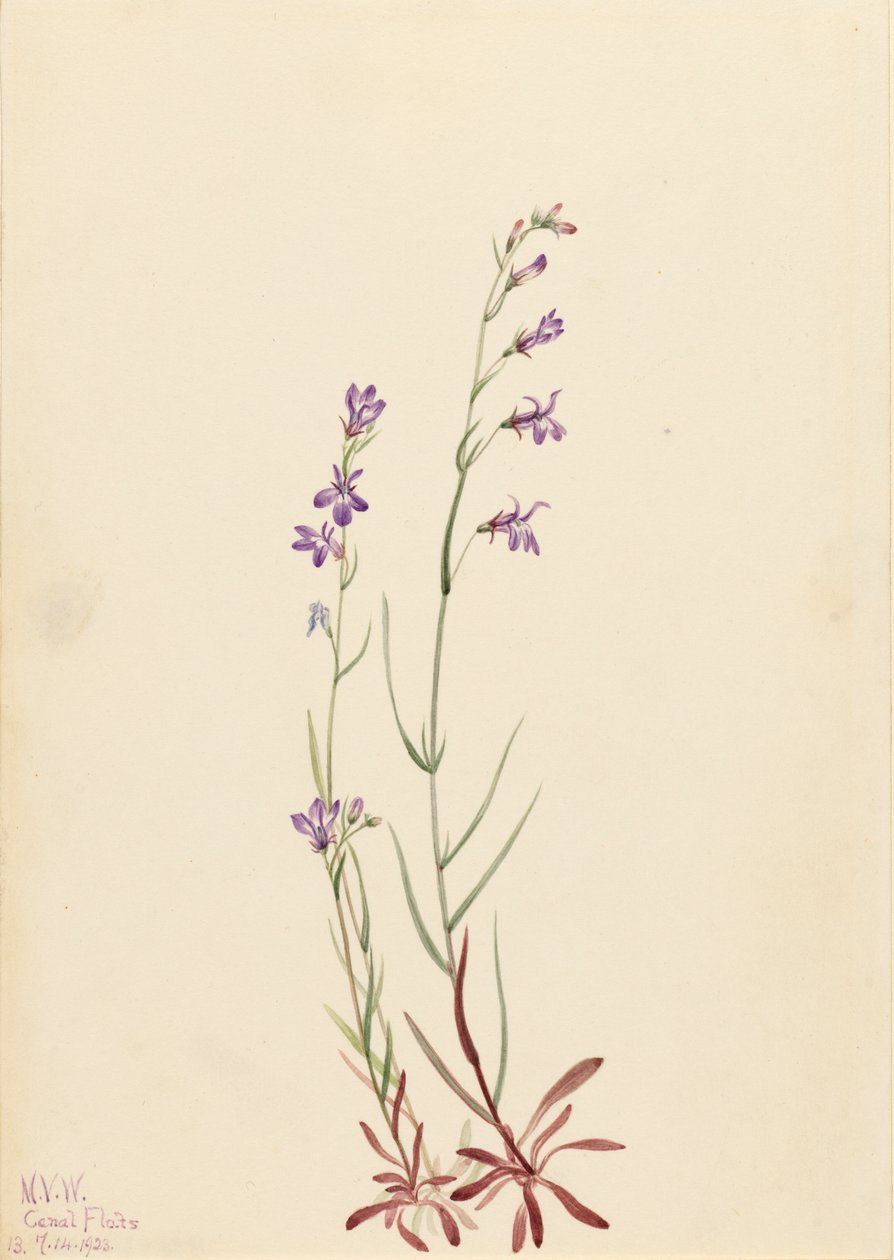 Brook Lobelia Lobelia kalmii, 1923. tekijältä Mary Vaux Walcott