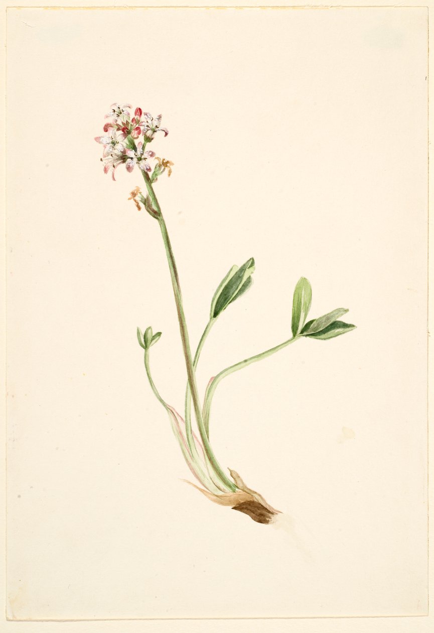 Buckbean (Menyanthes trifoliata) tekijältä Mary Vaux Walcott