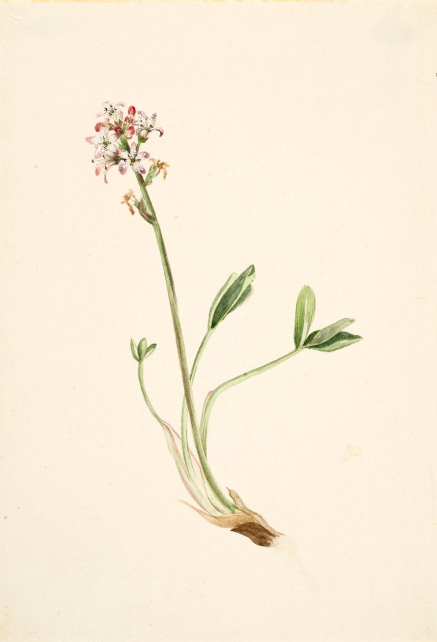 Buckbean Menyanthes trifoliata, n. 1900-1920. tekijältä Mary Vaux Walcott
