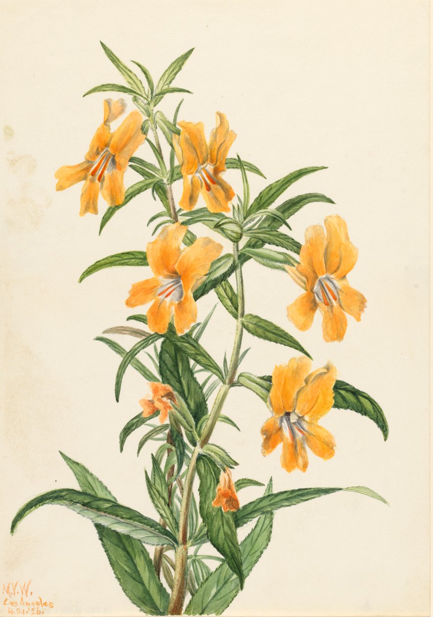 Buff Monkeyflower Diplacus longiflorus, 1926. tekijältä Mary Vaux Walcott