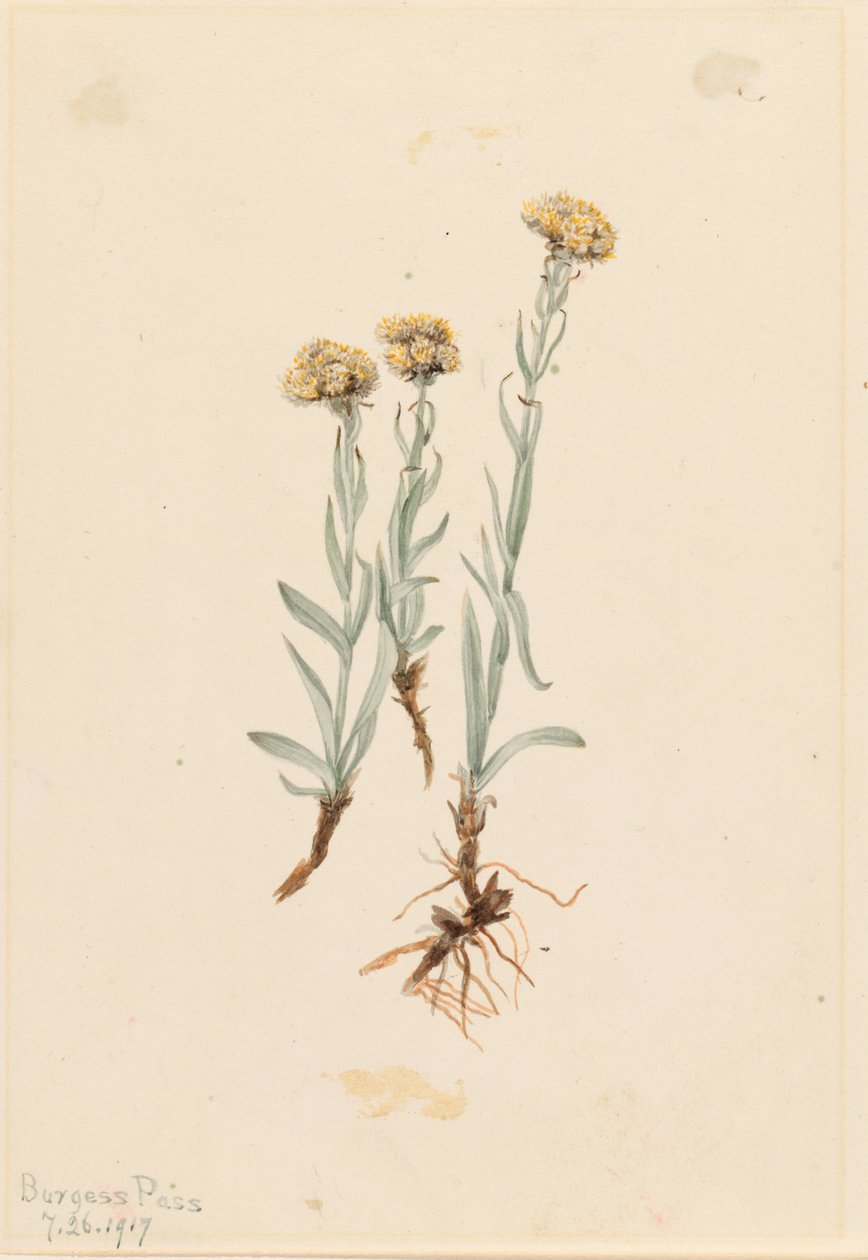 Buff Pussytoes (Antennaria luzuloides) tekijältä Mary Vaux Walcott