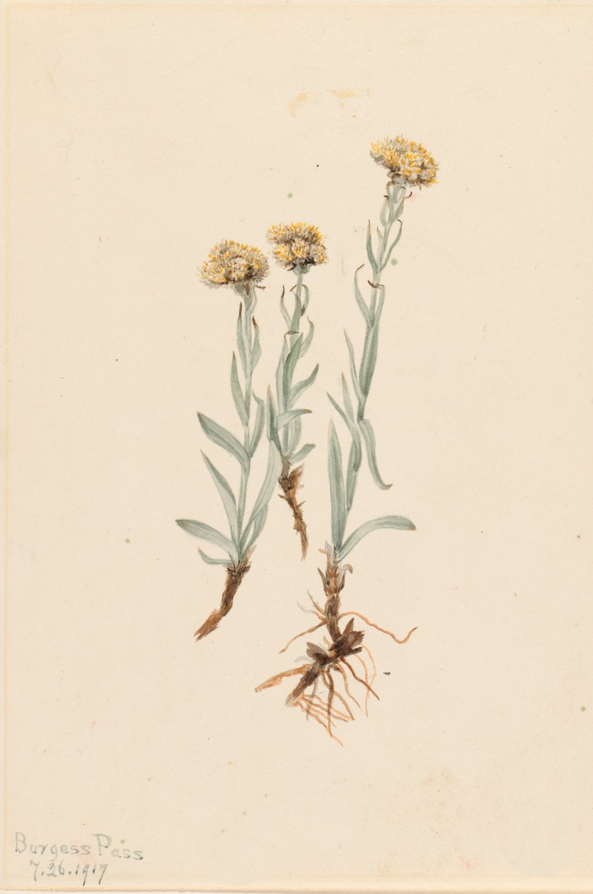 Buff Pussytoes Antennaria luzuloides, 1917. tekijältä Mary Vaux Walcott