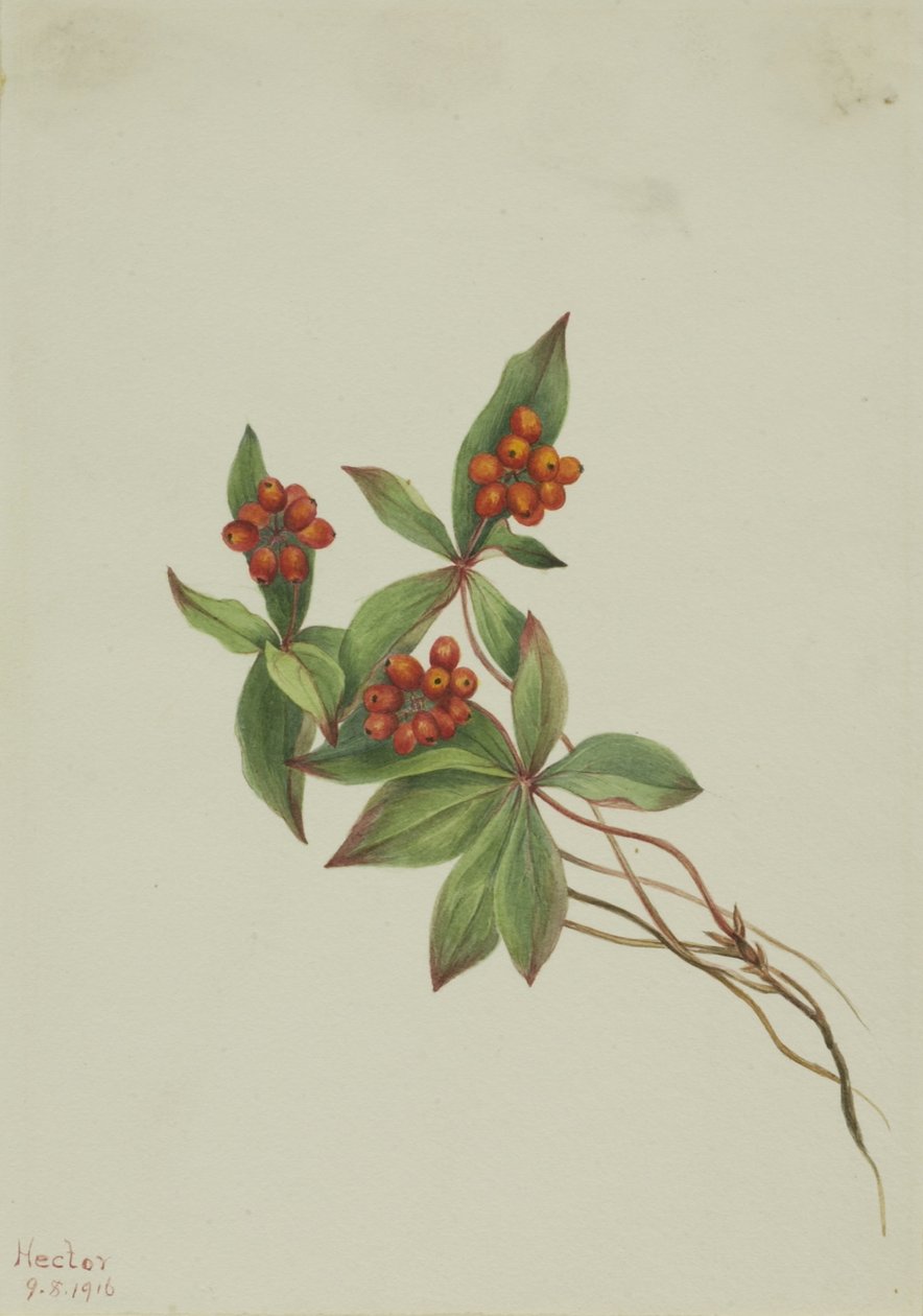 Bunchberry (Cornus canadensis) tekijältä Mary Vaux Walcott