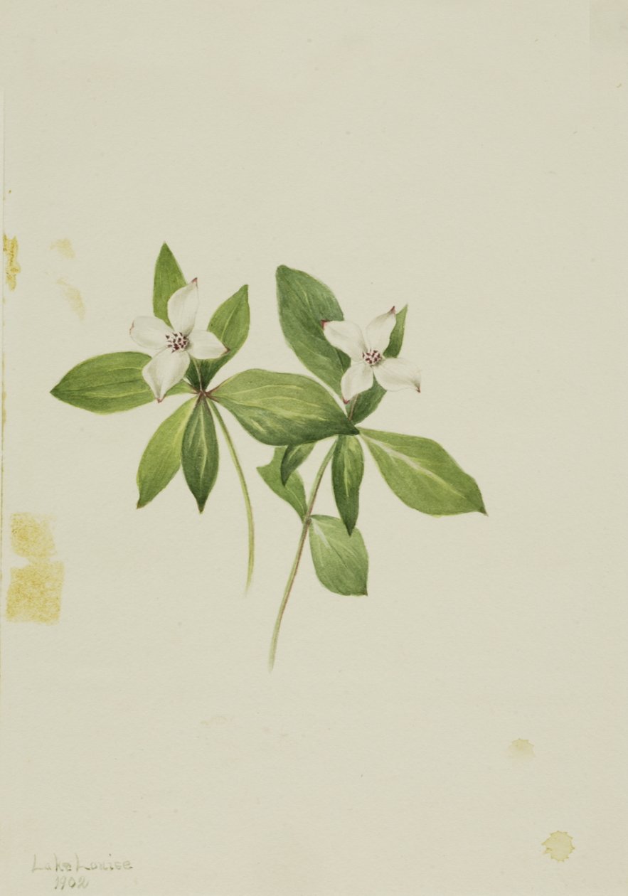 Kanadan Bunchberry Horn, 1902. tekijältä Mary Vaux Walcott