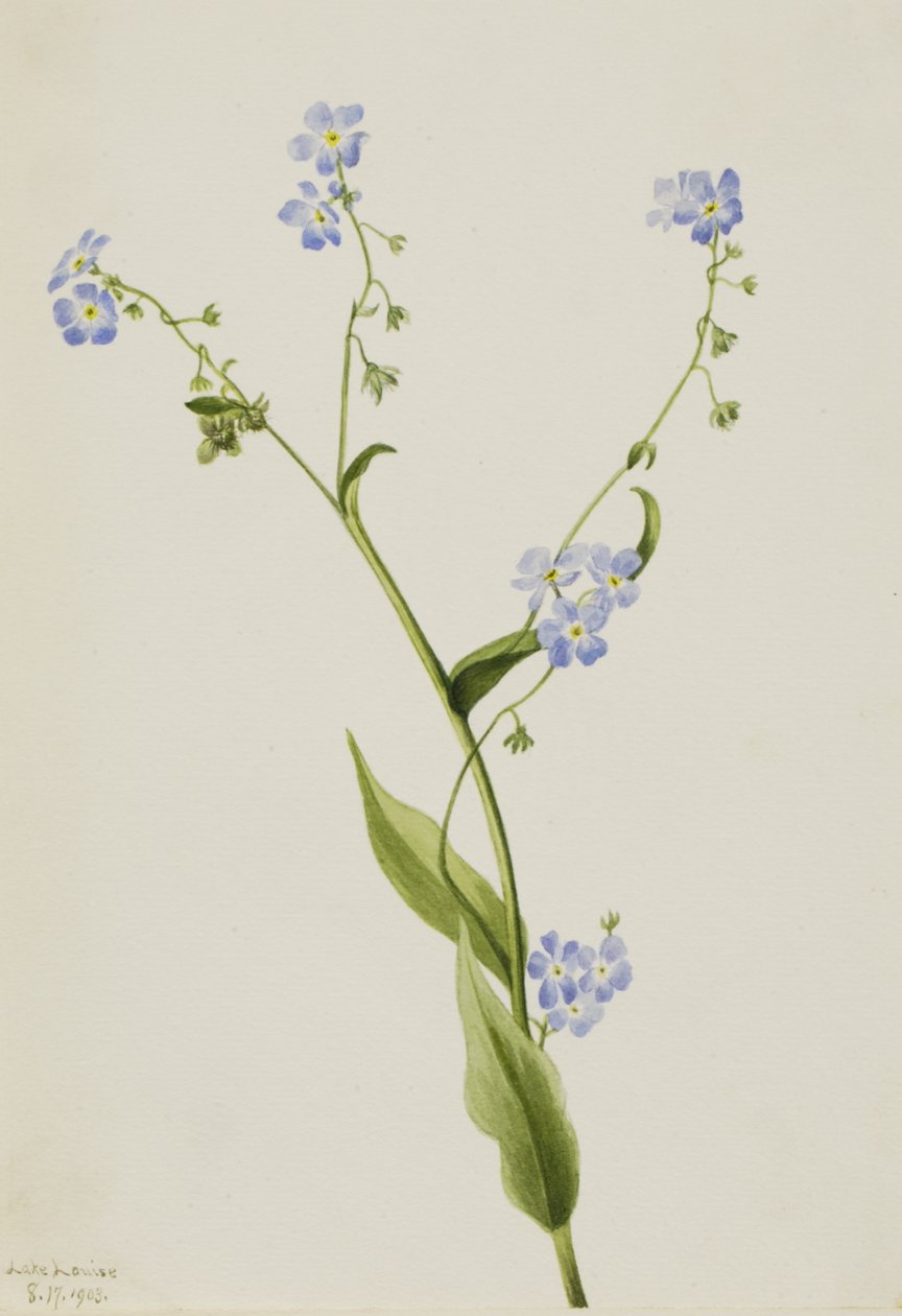Bur-unohda minua Lappula diffusa, 1903. tekijältä Mary Vaux Walcott