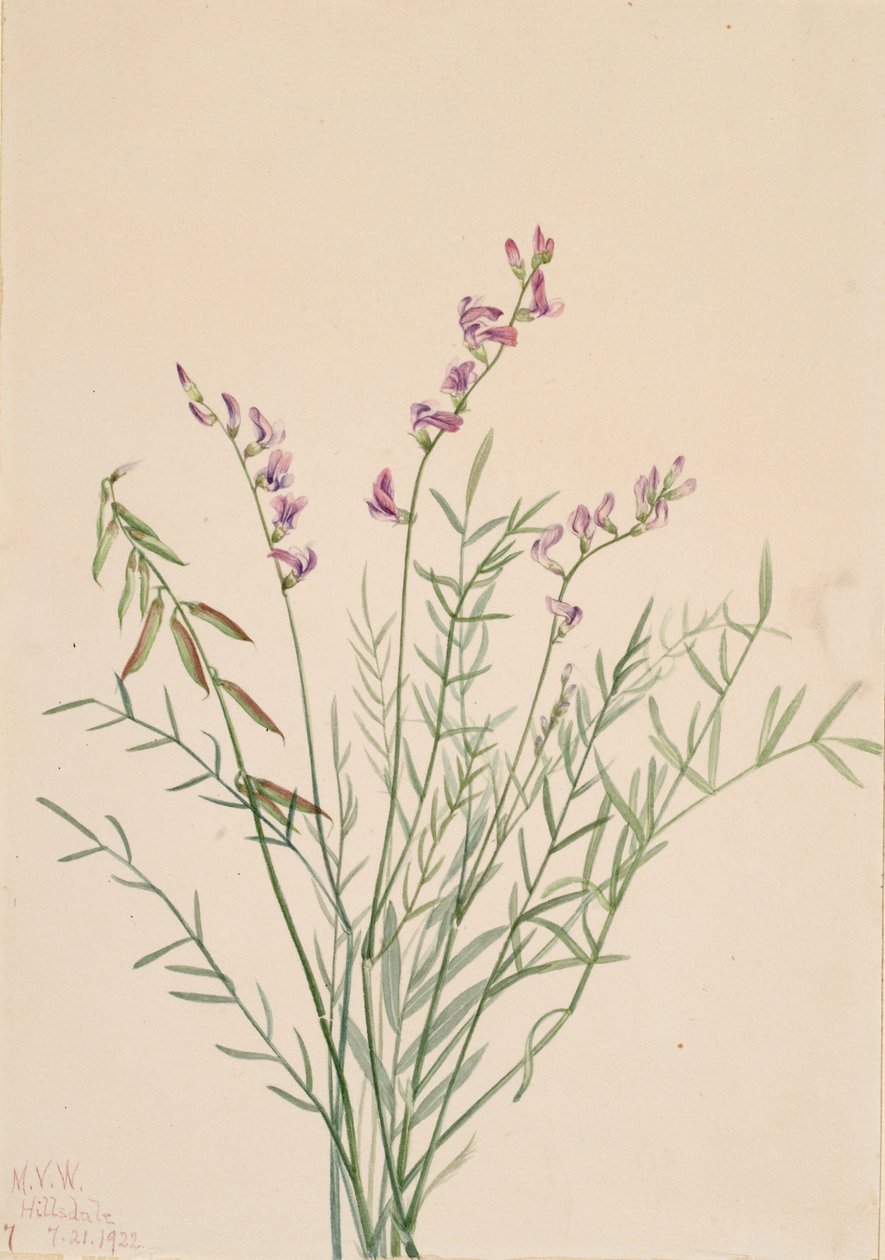 Burgess Milkvetch Astragalus bourgovii, 1922. tekijältä Mary Vaux Walcott
