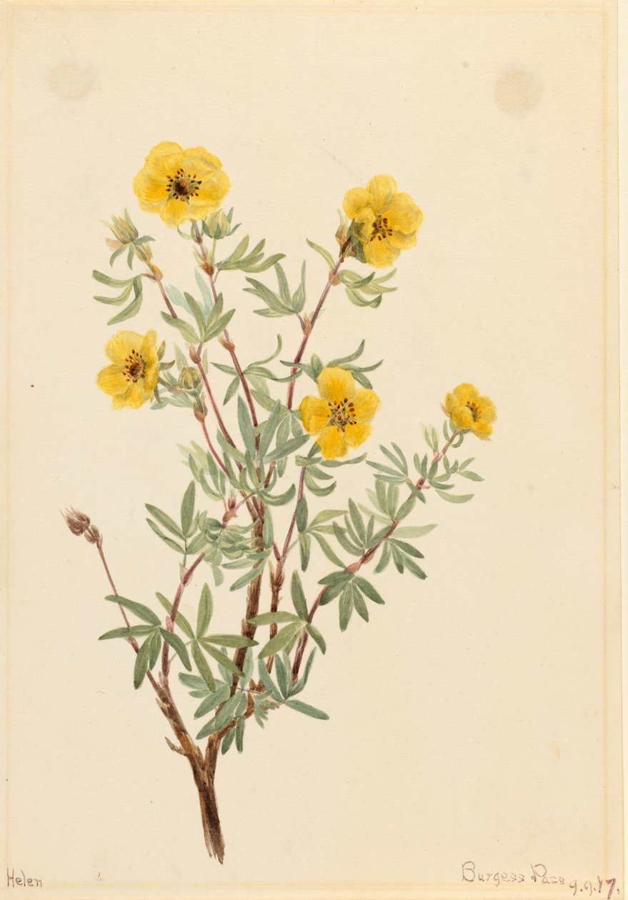 Bush Cinquefoil Potentilla fruticosa, 1917. tekijältä Mary Vaux Walcott