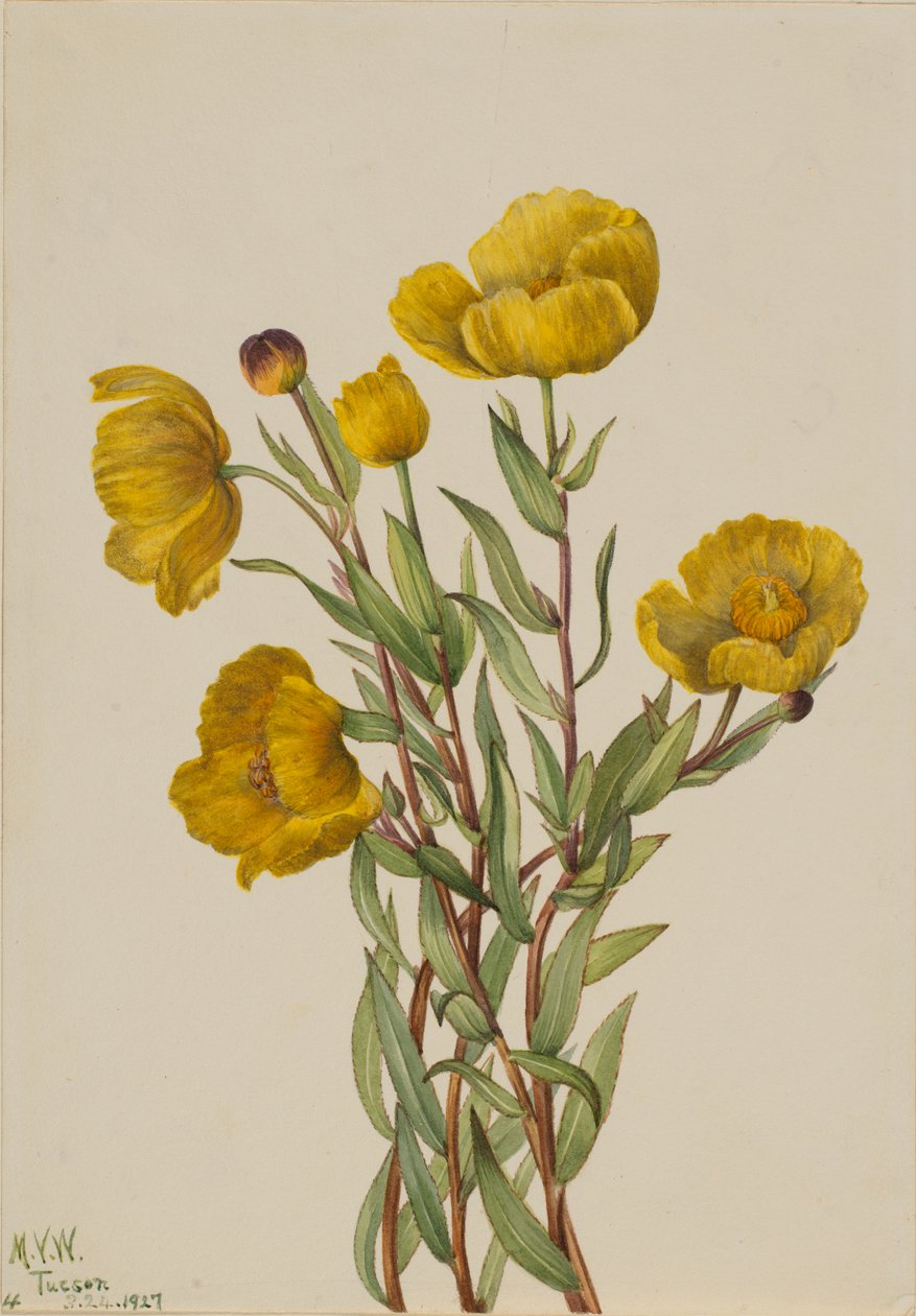 Pensasmaitikka (Dendromecon rigidum) tekijältä Mary Vaux Walcott