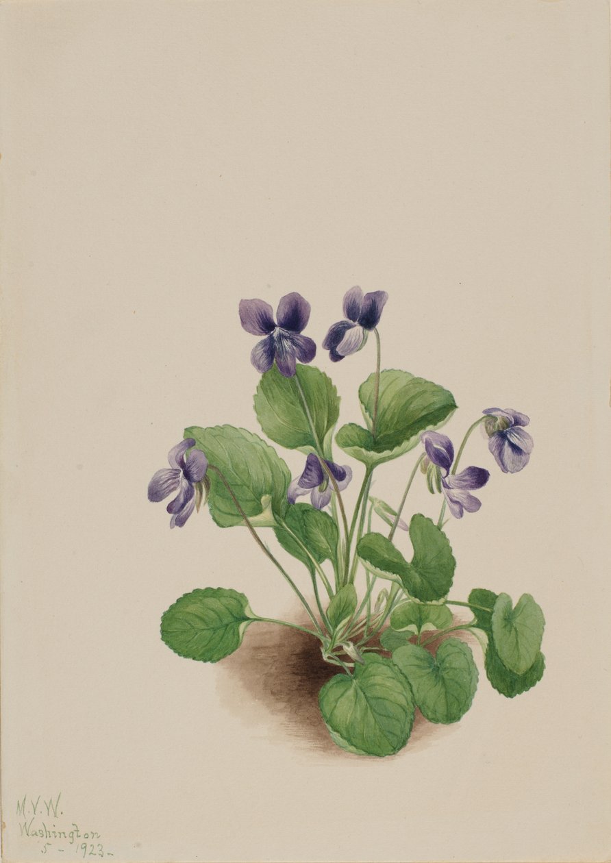 Perhonen violetti Viola papilionacea, 1923. tekijältä Mary Vaux Walcott