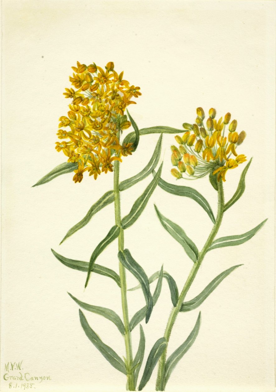 Perhosruoho (Ascelpias tuberosa) tekijältä Mary Vaux Walcott