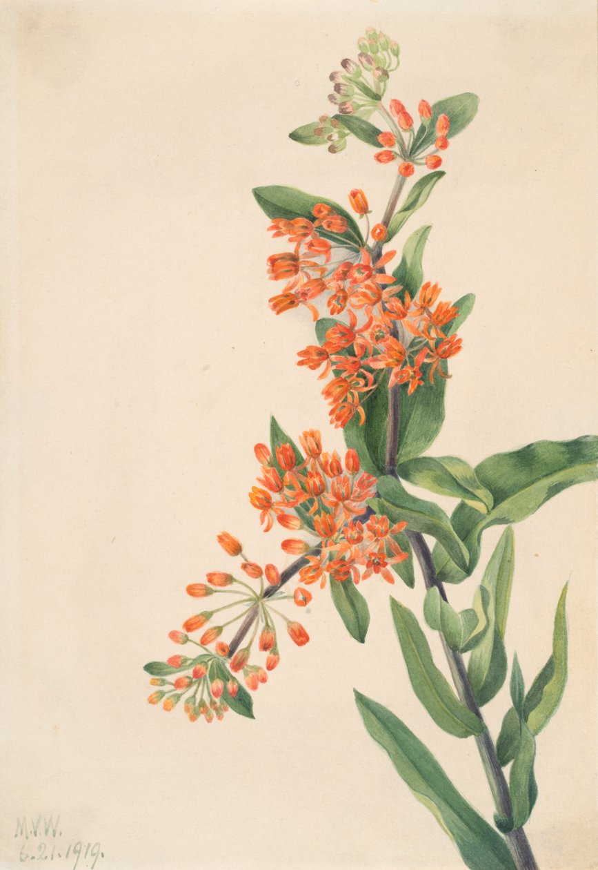 Perhosruoho Asclepias tuberosa, 1919. tekijältä Mary Vaux Walcott