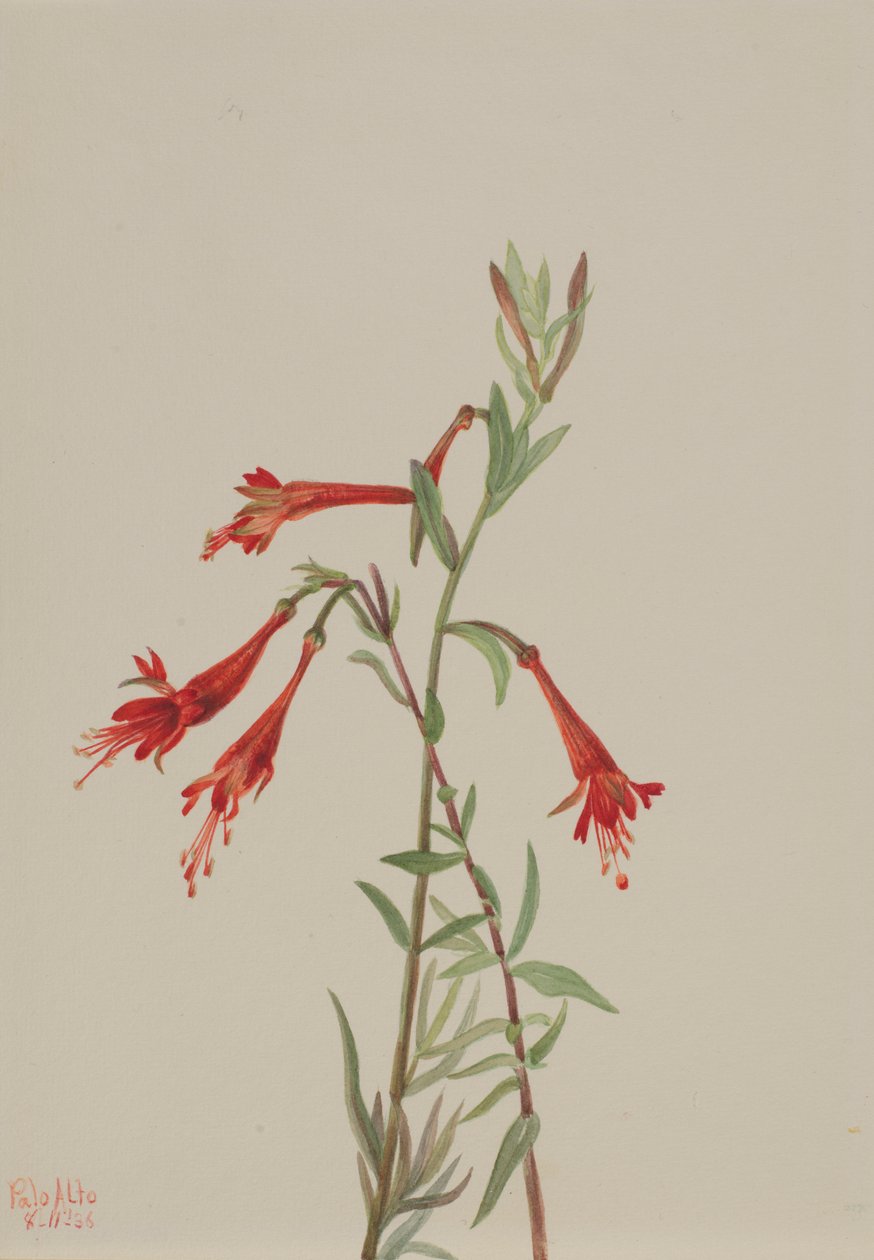 Kalifornian Fuschia (Zauschneria californica) tekijältä Mary Vaux Walcott