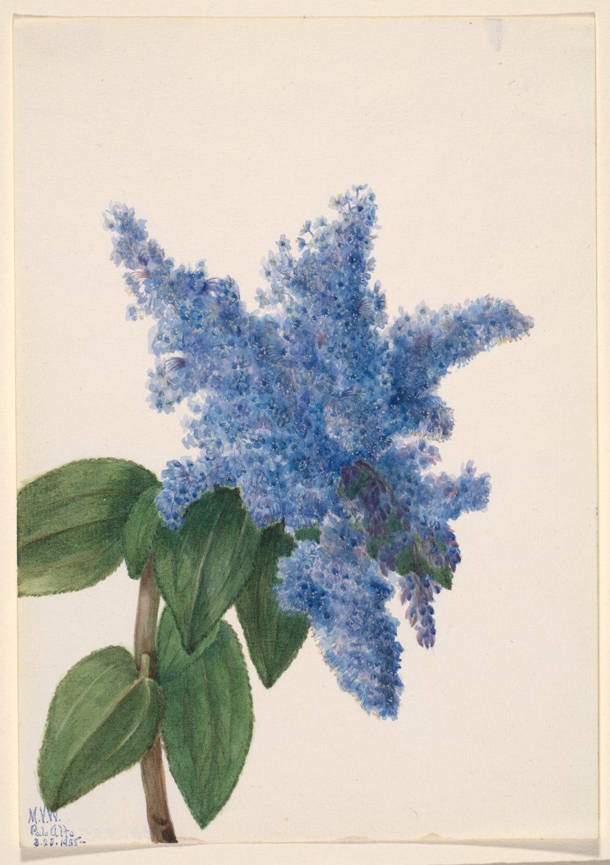Kalifornian syreenit (Ceanothus thyrsiflorus) tekijältä Mary Vaux Walcott