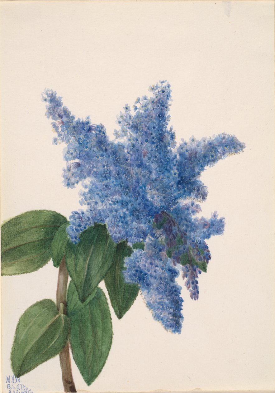 Kalifornian lila Ceanothus thyrsiflorus, 1935. tekijältä Mary Vaux Walcott