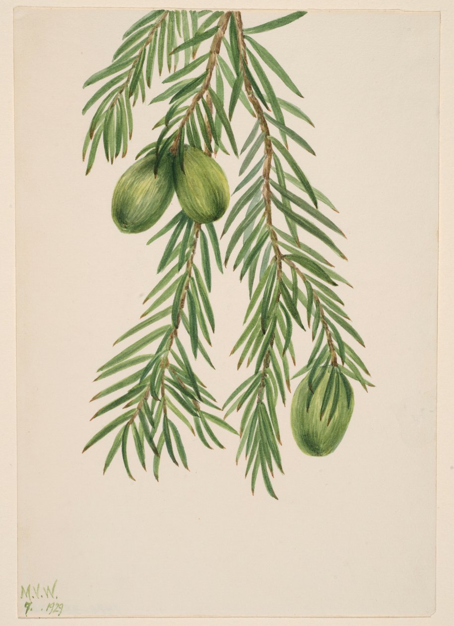 Kalifornian muskottipähkinä (Tumion californicum) tekijältä Mary Vaux Walcott