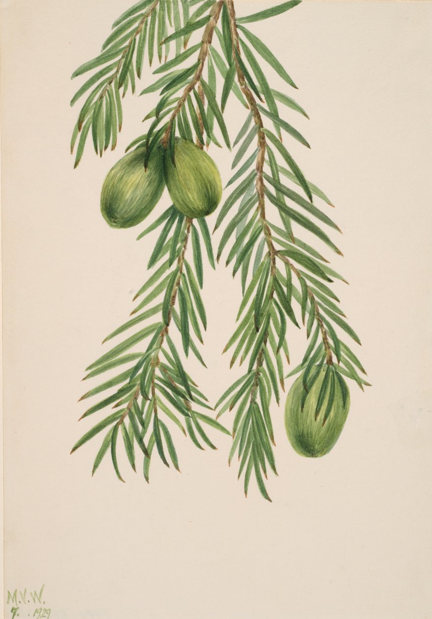 Kalifornian muskottipähkinä Tumion californicum, 1929. tekijältä Mary Vaux Walcott