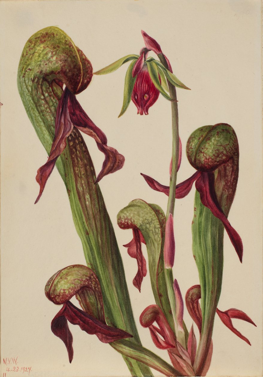 Kalifornian kannukasvi Chrysamphora californica, 1924. tekijältä Mary Vaux Walcott