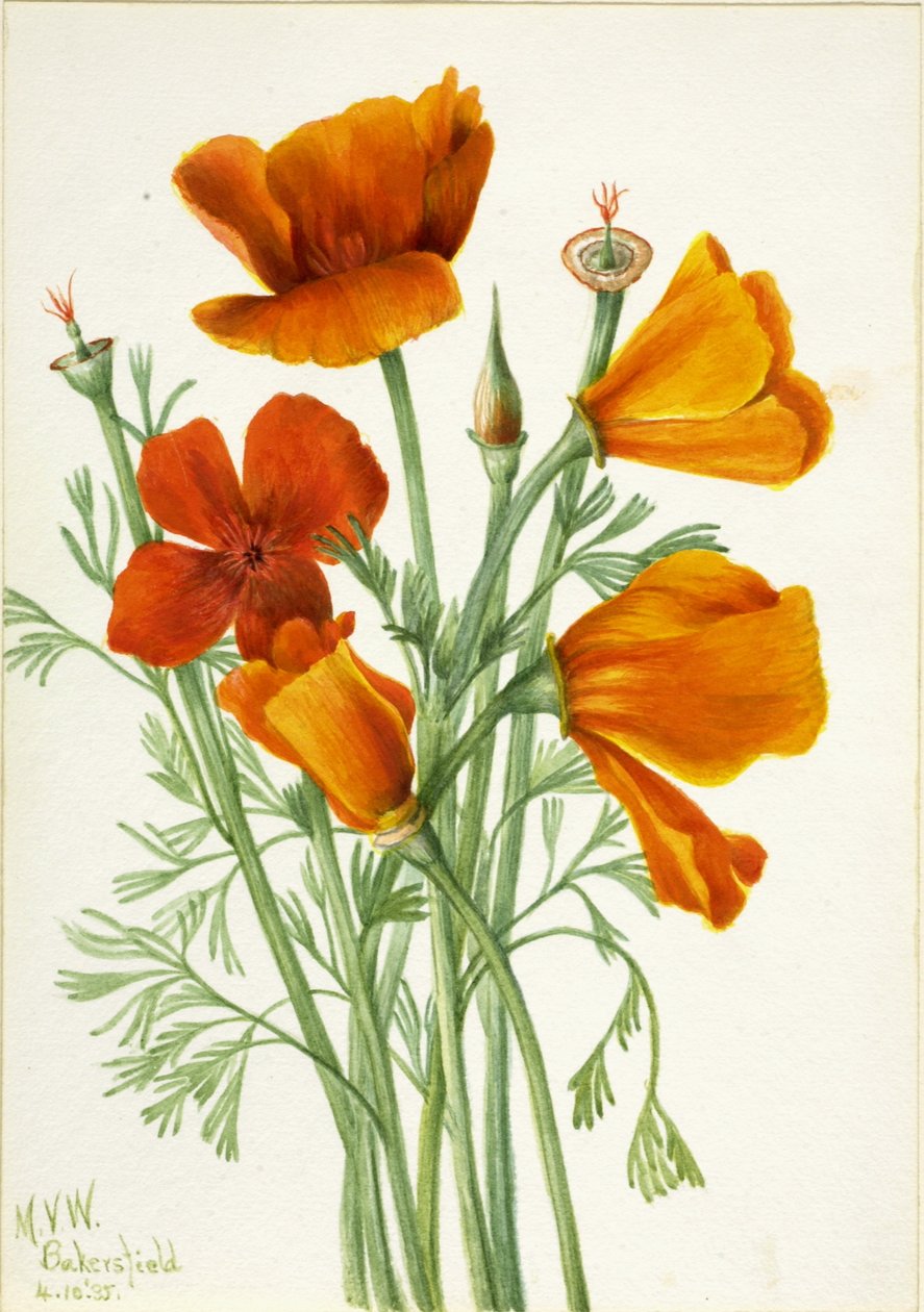 Kalifornian unikko (Eschscholtzia californica) tekijältä Mary Vaux Walcott