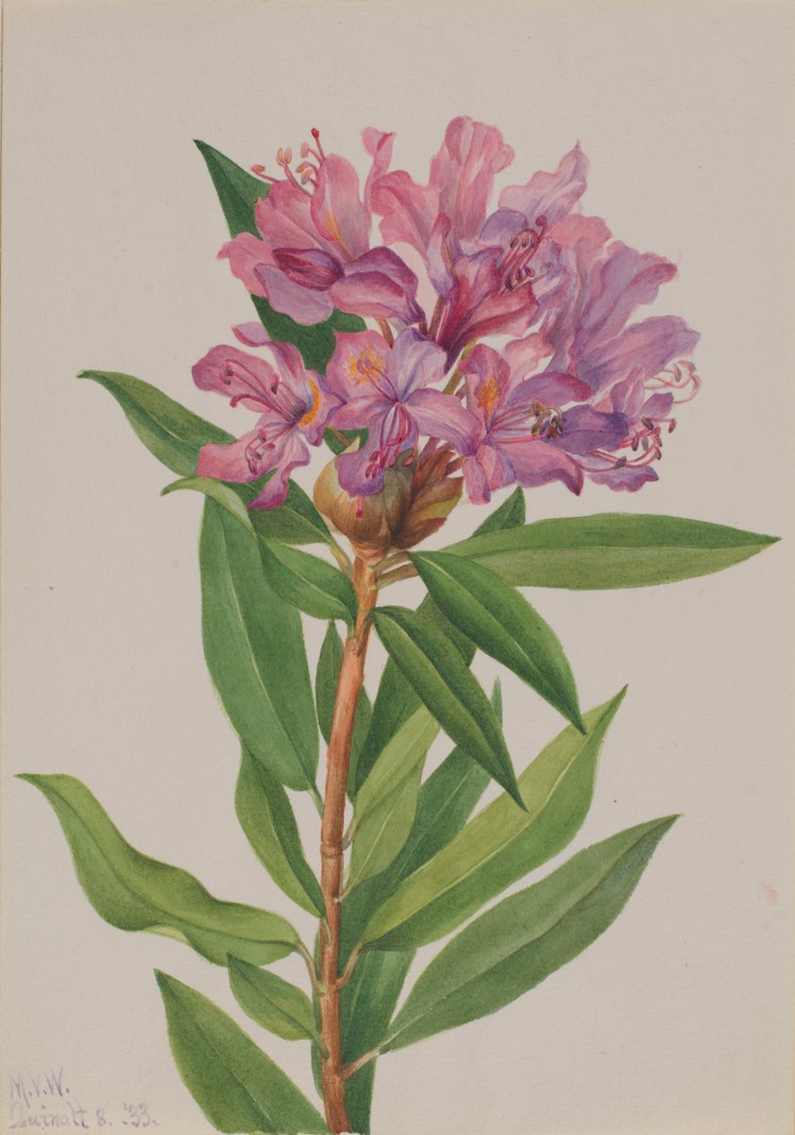 Kalifornian Ruusu-Bay (Rhododendron californicum) tekijältä Mary Vaux Walcott