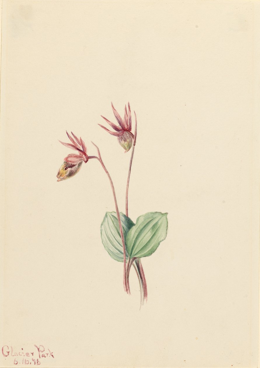 Calypso (Cytherea bulbosa) tekijältä Mary Vaux Walcott