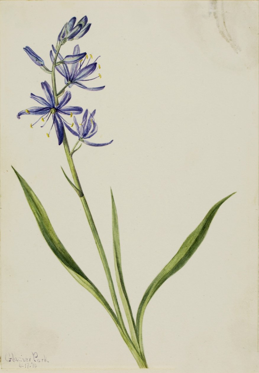 Camas (Quamasia quamash) tekijältä Mary Vaux Walcott