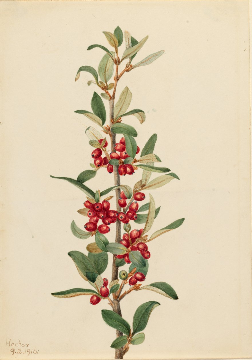 Kanada Buffaloberry (Lepargyrea canadensis) tekijältä Mary Vaux Walcott