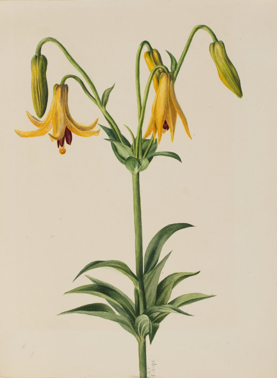Kanada Lily Lilium canadense, 1878. tekijältä Mary Vaux Walcott