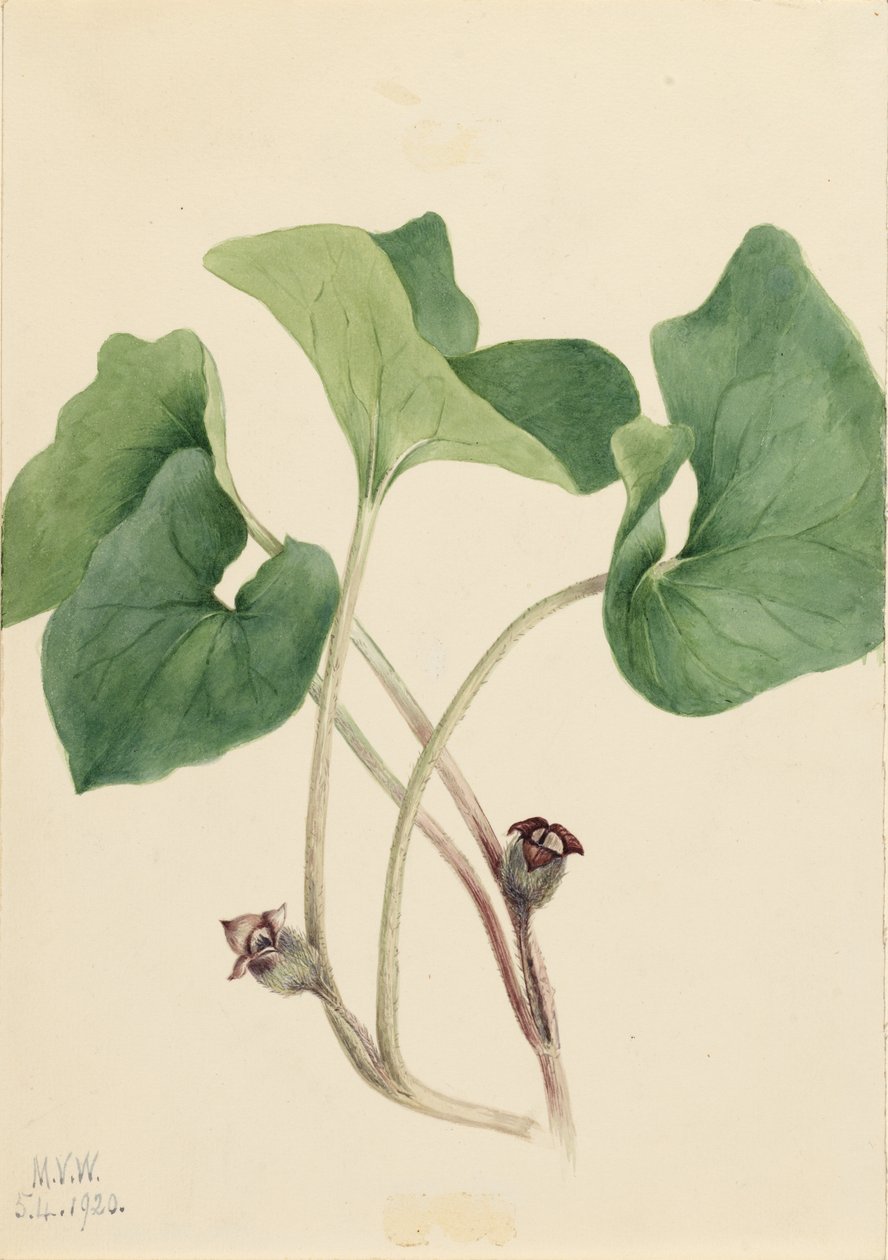 Kanadan villiinkivääri (Asarum canadense) tekijältä Mary Vaux Walcott